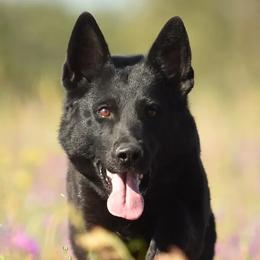 Xena - German Shepherd