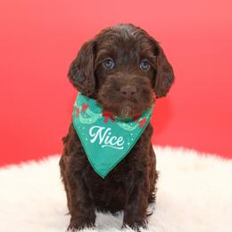 Petra - Chocolate female Australian Cobberdog puppy in Bellingham, Minnesota from Whispering Prairie Australian Cobberdog