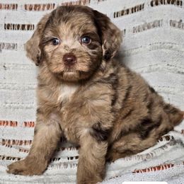 Pumpkin - Red merle female Aussiedoodle puppy in Cleveland, Georgia from Jam's Doodles And Poodles