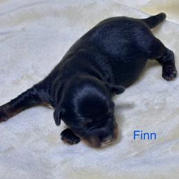 Finn - Black tri-color male Aussiedoodle puppy in Charlestown, Indiana from Forever Aussies and A Doodle