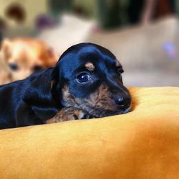Big black and tan brindle paws - Black and tan male Dachshund puppy in Port Orchard, Washington from Haus of Wiener Schnitzel