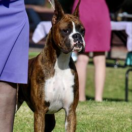 Jade - Boxer
