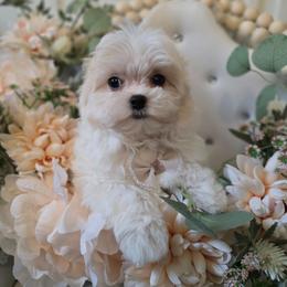 Burberry - Parti male Maltipoo puppy in Washington from Mt.BakerPoodles&Doodles