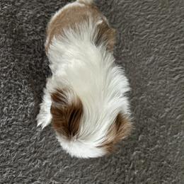 Japanese Chin Puppies from CindyLynnsChins