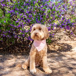 Blossom - Australian Labradoodle