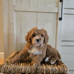 Chunky - Red  male Goldendoodle puppy in Floyd, Virginia from Hearts and Paws Poodles and Doodles