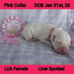 LUA LIVER SPOT GIRL - White and liver brown female Dalmatian puppy in Perry, Michigan from Mid-Michigan Dalmatians