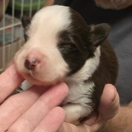 Liam - Red tri male Toy Australian Shepherd puppy in Windom, Texas from Wild Farm Puppies