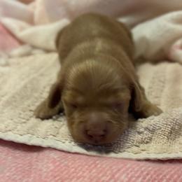Girl - Sable female Dachshund puppy in Whitesboro, Texas from Whitesboro Dachshund