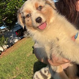 BMF3 - Blue merle female Australian Shepherd puppy in De Leon, Texas from Oceanwood