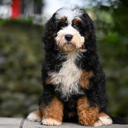 Ozark - Tri-color female Bernedoodle puppy in Dundee, Ohio from Down Home Doodle