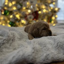 Black - Yellow male Labrador Retriever puppy in Canton, Georgia from Dukes Retirevers