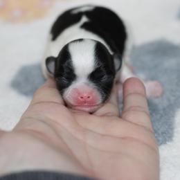 Lilly Tri 4,300 - Black and white female Chihuahua puppy in Cache, Oklahoma from Charming Lil Chihuahuas
