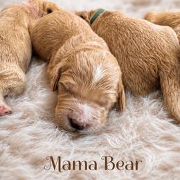 Mama Bear - Apricot female Goldendoodle puppy in Rocky Point, North Carolina from CelticDoods