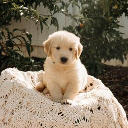 Moses - Golden male Golden Retriever puppy in Ramona, California from SDPREMIERGOLDENS