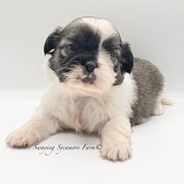 Brindle and White Female - Red Collar - Brindle and white female Shih Tzu puppy in Crawfordsville, Indiana from Swaying Sycamore Farm