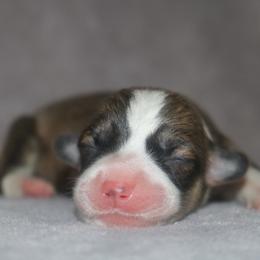 Girl 3 - Sable female Pembroke Welsh Corgi puppy in West, Texas from Rustic Spur Kennel