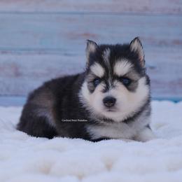 Felicity - Black and white female Pomsky puppy in Loxahatchee, Florida from Cardinal Point Pomskies