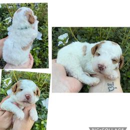 Coach - Parti male Goldendoodle puppy in Chattanooga, Tennessee from Scenic City Doodles