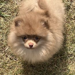 Churro - Chocolate male Pomeranian puppy in Waterloo, Indiana from Garcias Pomeranian