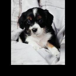 Ronald Weasley - Tri-color male Cavapoo puppy in Battle Lake, Minnesota from Panda Puppies