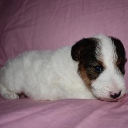 Snow Bell - White black and tan female Wire Fox Terrier puppy in Draper, Virginia from Shady Oaks WFT