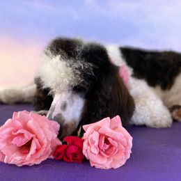 Poodle Puppies from Alpine Acres Poodles