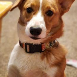 Pembroke Welsh Corgi Puppies from Tiny Titans K9