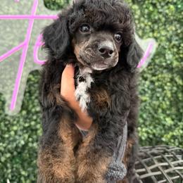 Jade - Phantom female Poodle puppy in Lathrop, California from Stellar Poodles