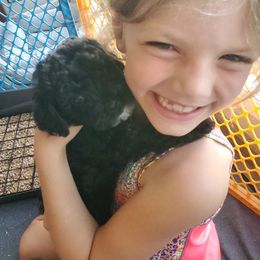 Labradoodle Puppies from Tug Hill Mini Labradoodles