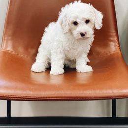 Bernedoodle and Bernese Mountain Dog Puppies from Bernedoodle.do