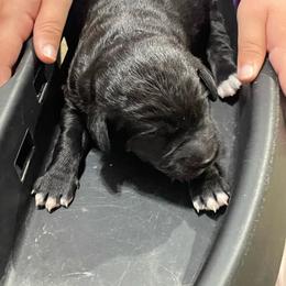 Rosie - Black female Labradoodle puppy in Craig, Nebraska from Top Knot Companions Poodles and Labradoodles