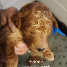 Dark blue collar Ella - Apricot female Goldendoodle puppy in Fairmount, Indiana from Capens' Doodles,Poodles and Poo's