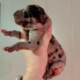 Drake - Merle male Great Dane puppy in Jerusalem, Arkansas from Mara Danes