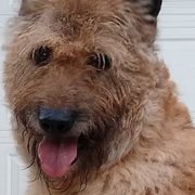 Belgian Laekenois, Dutch Shepherd, and Golden Retriever Puppies from Coswald