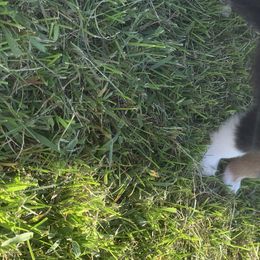 Australian Shepherds from KC’s Working Aussies