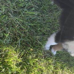 Australian Shepherds from KC’s Working Aussies