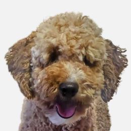 Adele - Poodle