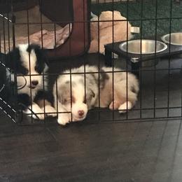 Australian Shepherd Puppies from Thousand Hills Australian Shepherds