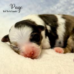 Page - Red merle female Toy Australian Shepherd puppy in East Berlin, Pennsylvania from Dusty Spring Australian Shepherds, LLC