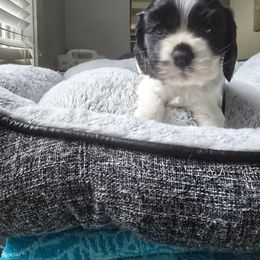 AKC Daisy - Black and white female Cocker Spaniel puppy in Midlothian, Virginia from Swift Creek Cocker Spaniels
