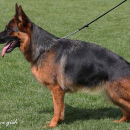 Yill - German Shepherd
