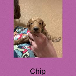AKC  Standard poodle Chip - Red  male Poodle puppy in Harrisburg, Arkansas from Ransone’s Ridge Runners Poodles and Doodles
