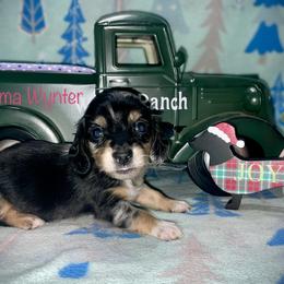 Gemma Wynter - Dapple female Dachshund puppy in Cadillac, Michigan from Winzig Ranch