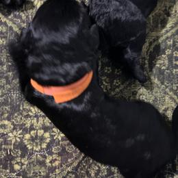 Orange Collar - Pepper and salt male Giant Schnauzer puppy in Atoka, Oklahoma from Hannah's Haus & Farm