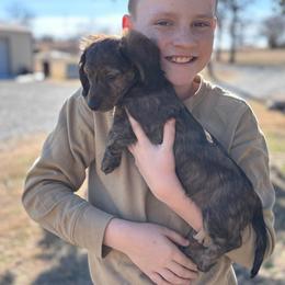 Sir George - Brindle male Dachshund puppy in Mc Alester, Oklahoma from A Anchor Farm