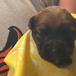 Male spot 3 - Wheaten male Soft Coated Wheaten Terrier puppy in Gladewater, Texas from Felicias Swheaties