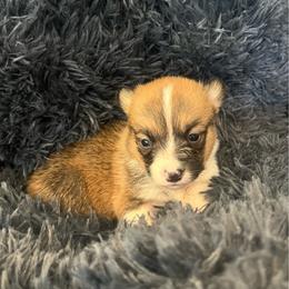MO-F02 - Red female Pembroke Welsh Corgi puppy in Stockton, Iowa from Infinity Corgis