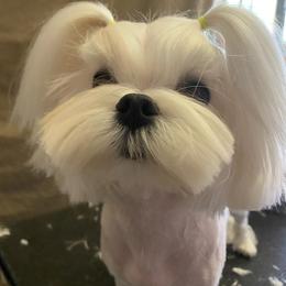 Sweetie - White female Maltese puppy in Phoenix, Arizona from Bella Dolce Maltese