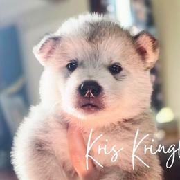 Kris Kringle - Sable and white male Alaskan Malamute puppy in Brookwood, Alabama from Sunset Malamutes